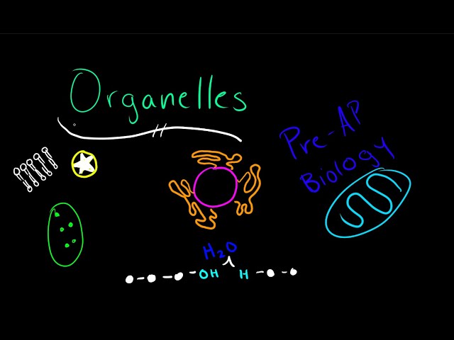 Organelles - An Introduction to Biology (1/2)