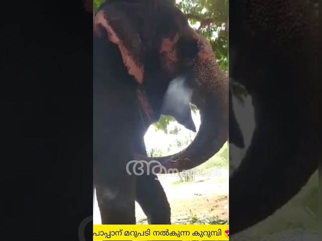 പാപ്പാൻ ചോദിച്ചതിന് മറുപടി പറയുന്ന കുറുമ്പി | Talking elephant in kerala