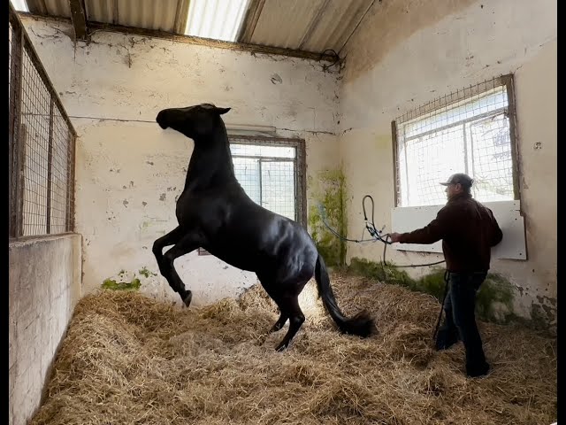 This Dangerous Horse really shocked me on this visit!