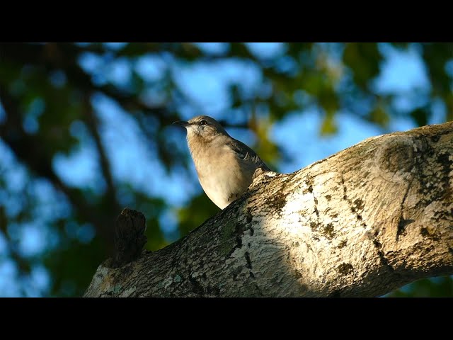 Mockingbird Singing in Tree - Boca Raton, FL - 9/30/21 1080HD