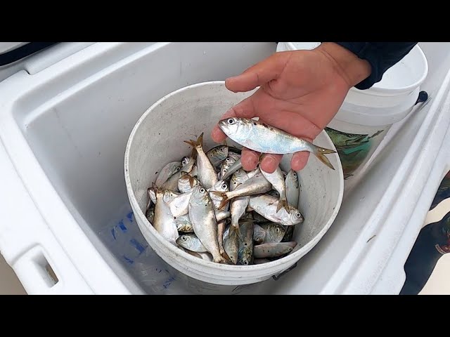 Quick & Easy Way To Catch Menhaden (For Grouper, Cobia, Redfish, Tarpon & More)