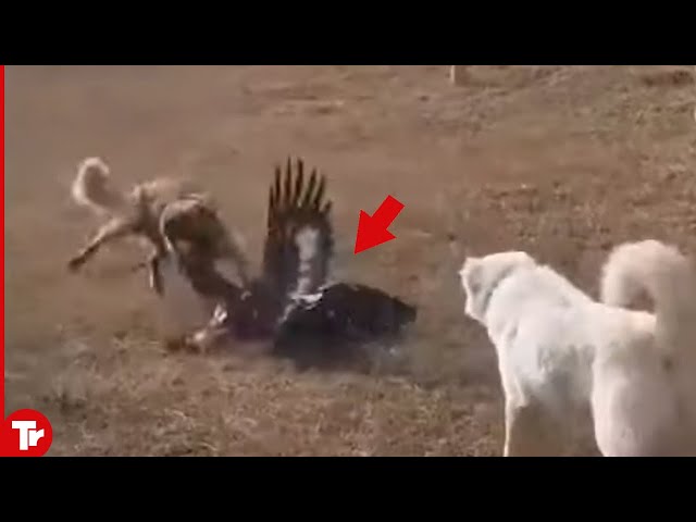 Eagle Attacks Dog and Quickly Pays Its Life