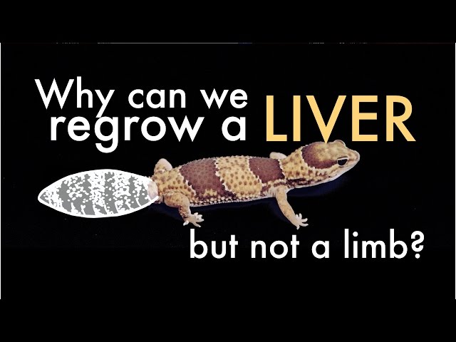 Why Can We Regrow A Liver (But Not A Limb)?