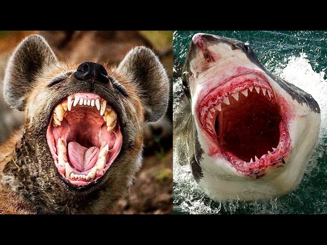 The STRONGEST BITES In The ANIMAL KINGDOM 😱