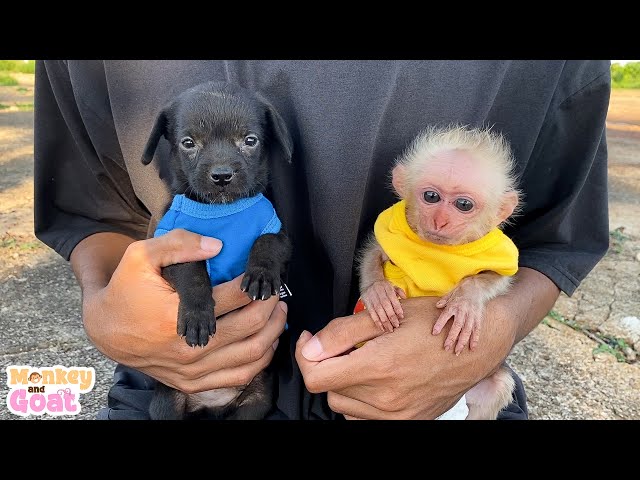 Cute baby monkey and puppies