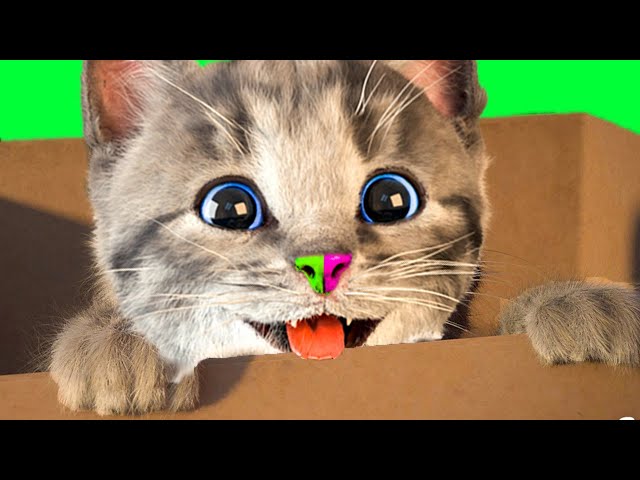 FUNNY LITTLE KITTEN ADVENTURE AND ANIMALS - EDUCATIONAL ANIMATED CAT GAME