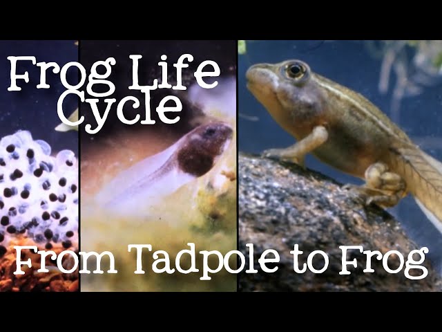 The Life Cycle of a Frog: Metamorphosis from Tadpole to Frog for Kids - FreeSchool