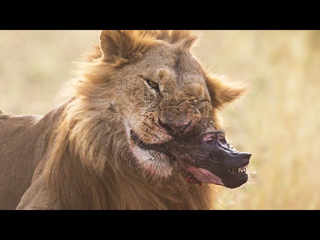 Baboons Dying In a Lion Jaw