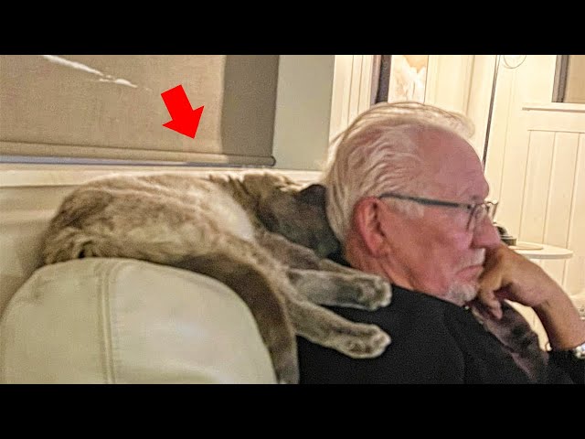 Man Never Wanted a Cat, But This Stray Cat Melted His Heart