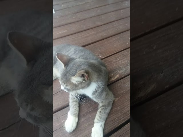More cat videos