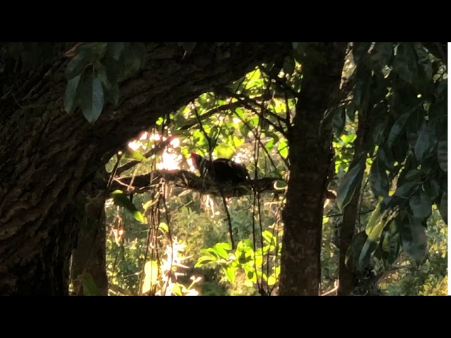 Pileated Woodpecker On Florida's Nature Coast