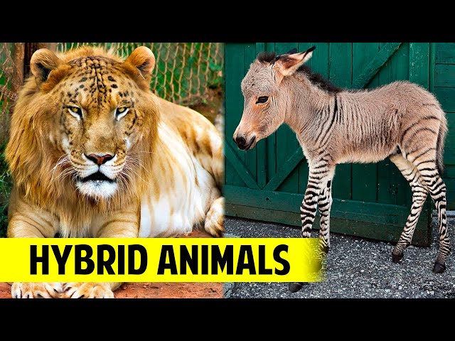 10 HYBRID ANIMALS You Won't Believe Actually Exist 🐯+🦁?