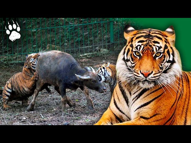 A species threatened with extinction - Chinese Tiger - Animal Documentary - AMP HD