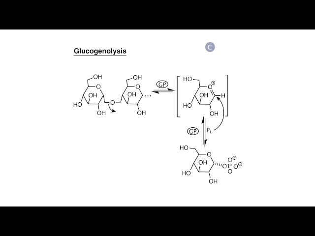 Carbohydrate Biosynthesis I: Glycogen Synthesis