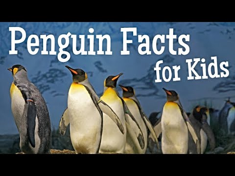 Penguin Videos for Kids! Fun Learning 🐧