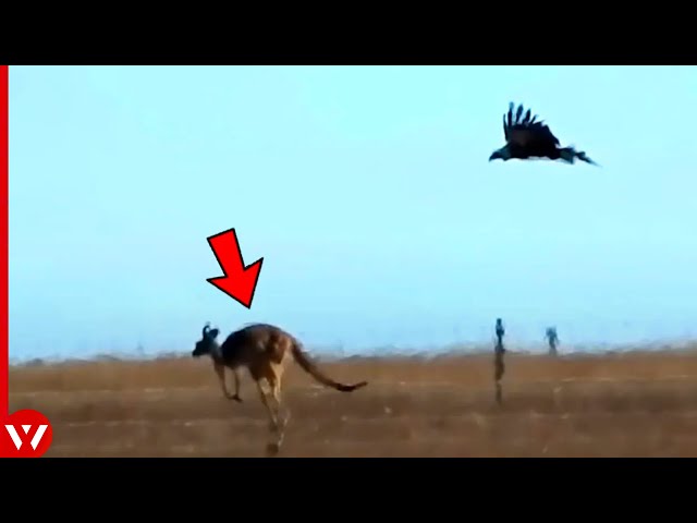 The Eagle Didn't Expect This When It Attacked Kangaroo