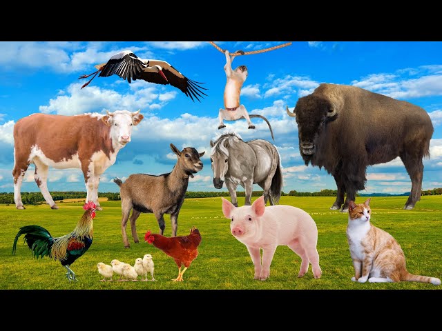 Cute animals: dog, rabbit, cat, duck, monkey - Animal sounds