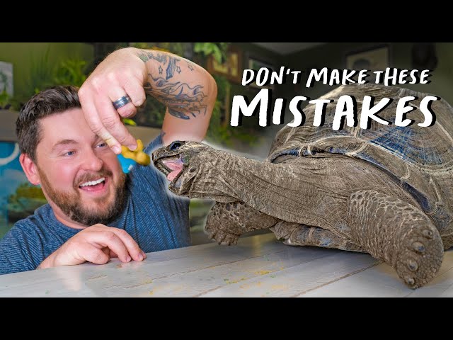 BEST PET TORTOISE CARE TIPS! I (Top 5 MISTAKES)