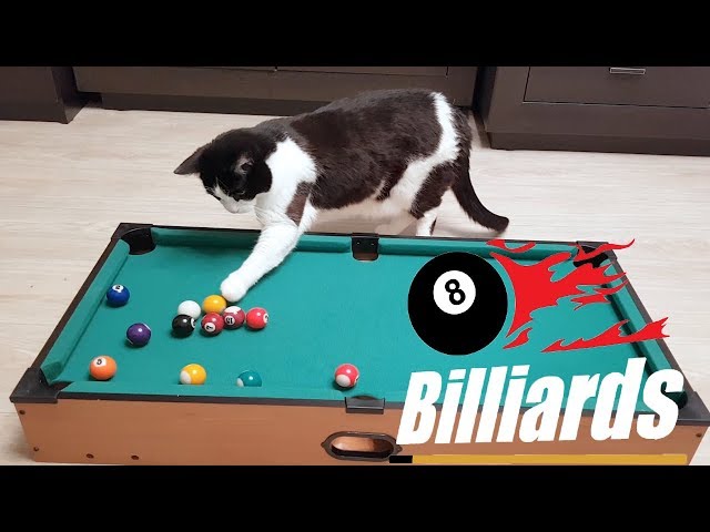 Billiards. Human vs Cat Pusic