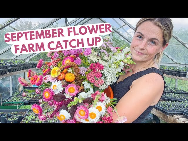 September Flower Farm Catch-Up {Sowing Hardy Annuals, Selling Flowers & More}