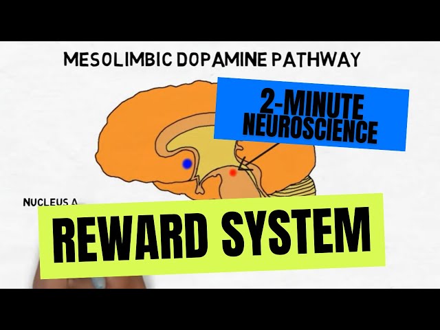 2-Minute Neuroscience: Reward System