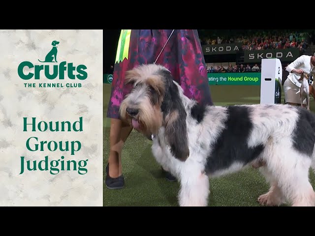 And our Hound Winner is... | Crufts 2024