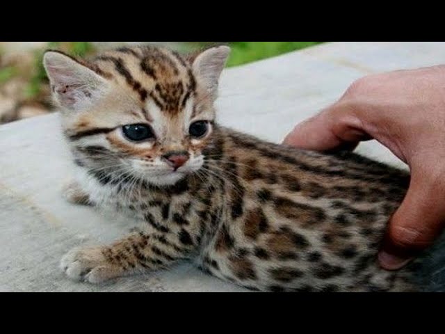Cute Bengal Kittens And Cats Doing Funny Things Compilation