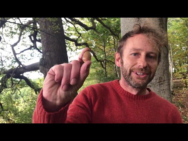 October Mushroom Foraging UK