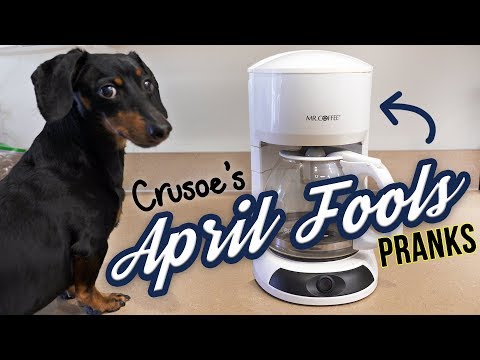 Ep 3. Funny Dachshund Crusoe is the APRIL FOOLS DOG!