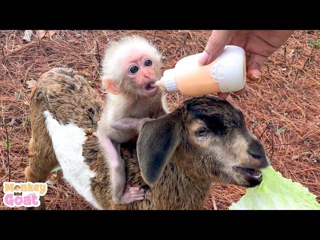 Baby monkey and goat crave milk