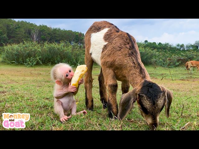 Goat teach baby monkey how to survive in meadow