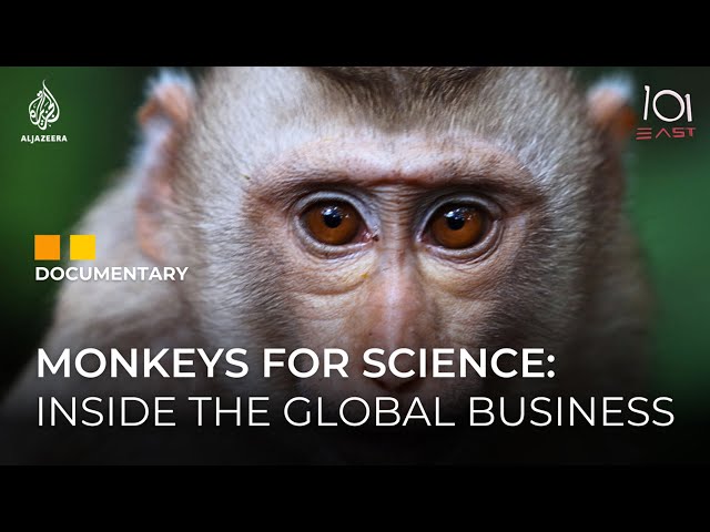 Monkey Business: The Transnational World of Primate Testing | 101 East Documentary