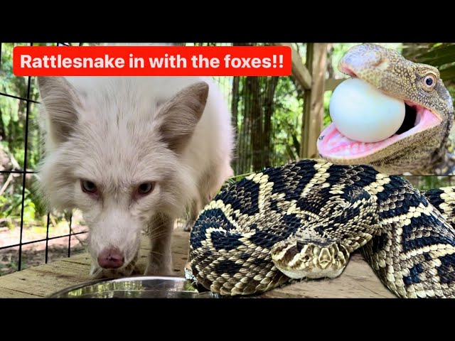 Rattlesnake in with the foxes!!