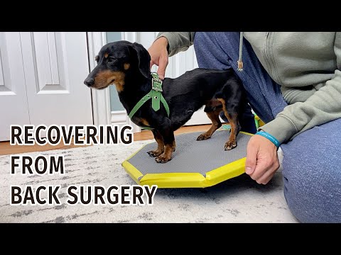 Crusoe Dachshund's 3 Week Update - Recovering from IVDD Back Surgery
