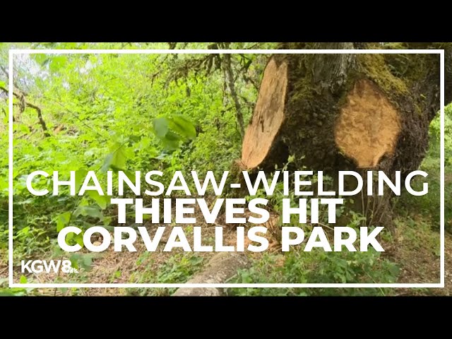 Burglars steal tree burls from Corvallis park
