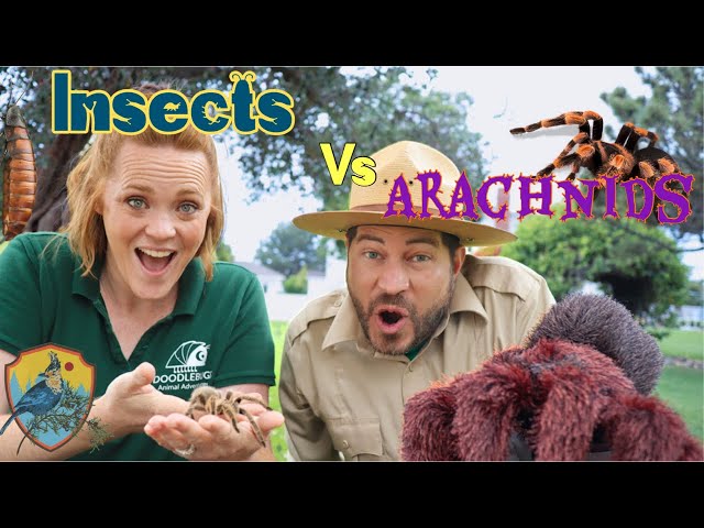 Insects And Arachnids for Kids | Educational Videos for Kids