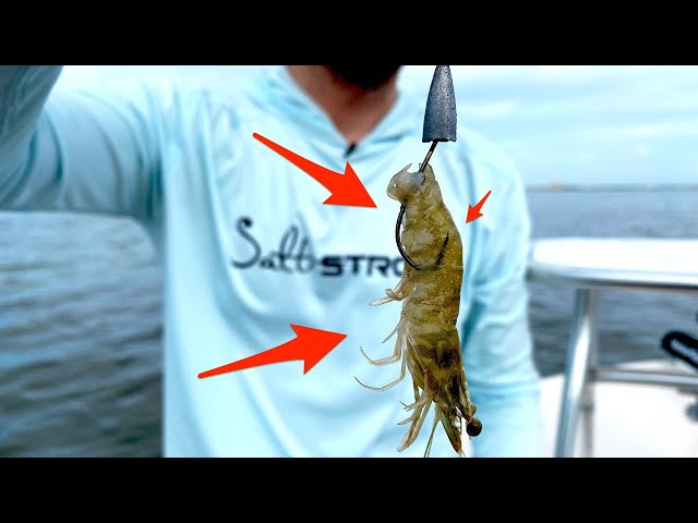 Weedless Shrimp: How To Texas Rig A Live Shrimp