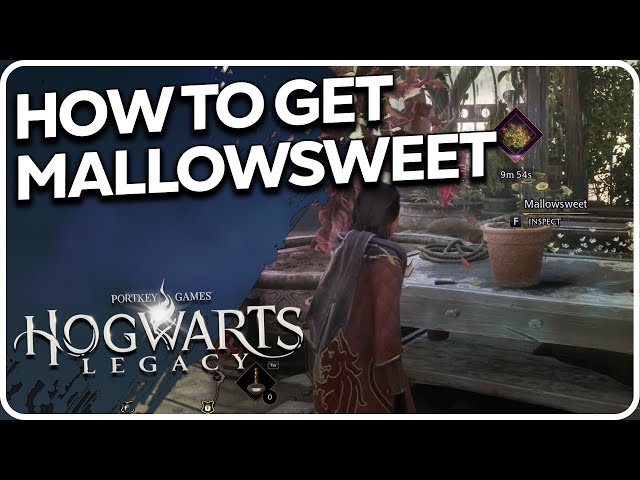 How to get Mallowsweet Hogwarts Legacy
