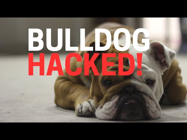 Bulldog Company Got Hacked! - Bulldog Walkthrough Ep1