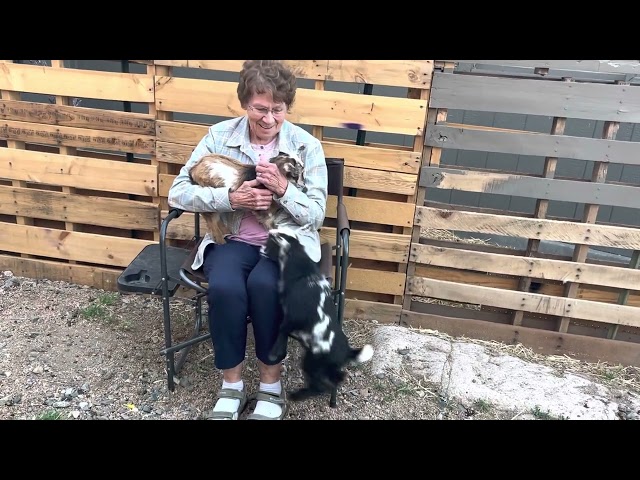 Grandma Farnsworth with Baby Goats #homestead #goat #farmliving