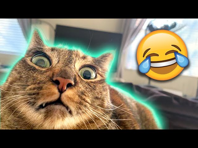 The BEST Cute and Funny Animal Videos of 2022! 😂