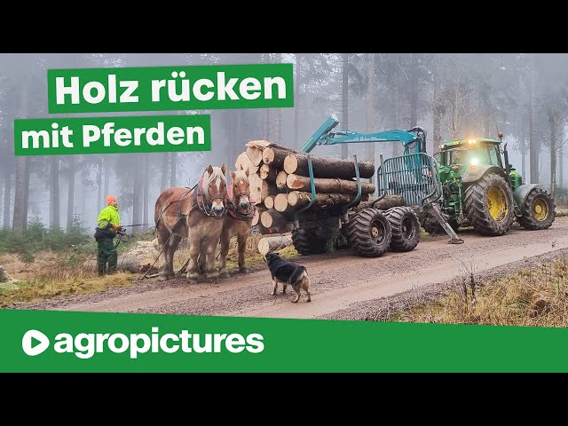 Holzrücken mit Pferden und Pfanzelt P15 Profi Rückewagen | Rückeanhänger im Einsatz | Forst Doku