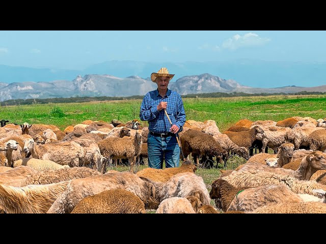 Life Of Azerbaijani Shepherds! We Milk The Sheep For Cheese And Cooking A Delicious Dinner
