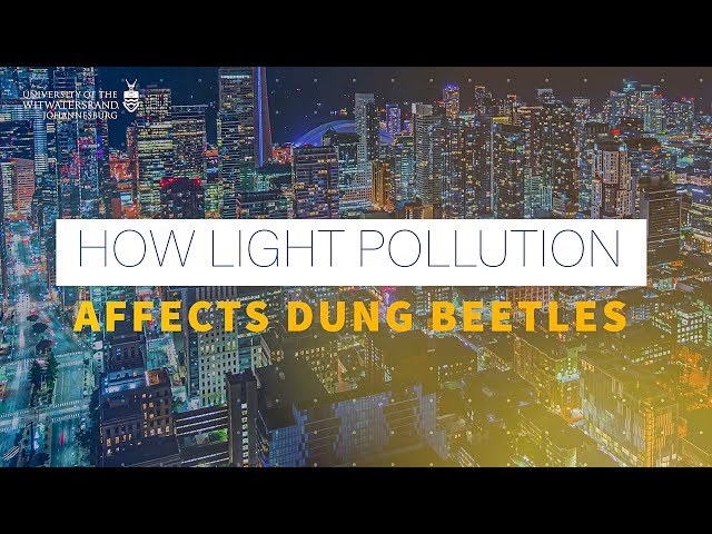 How light pollution affects dung beetles
