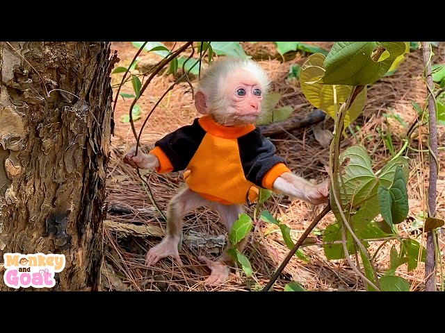 Cute baby monkey goes exploring the forest