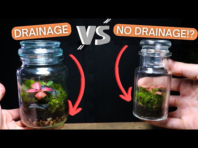 Do Terrariums Need Drainage? The Answer is Not What You Think