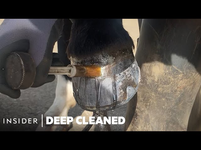 How Horse Hooves Are Deep Cleaned | Deep Cleaned | Insider