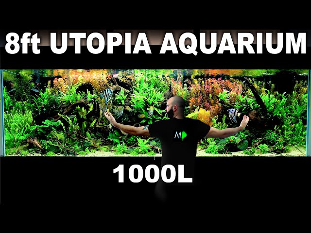 The 8ft "Utopia" Aquarium: EPIC 1000L Build over 300 Fish (Aquascape Tutorial)
