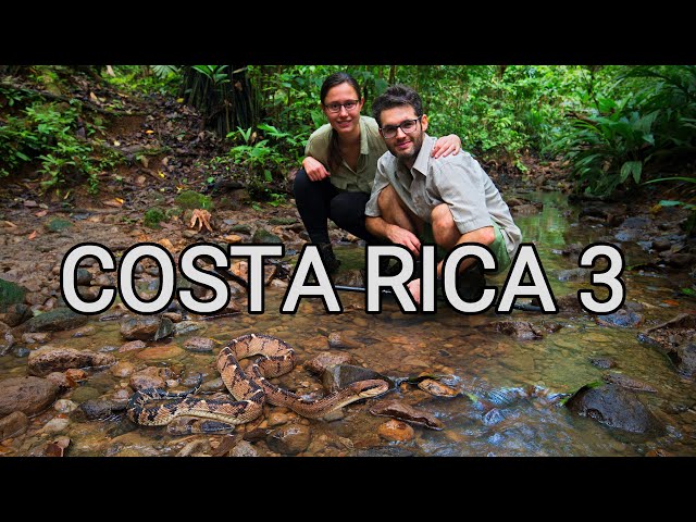 Behind the scenes - herping Costa Rica 3, venomous snakes, wild bushmaster, montane pit vipers