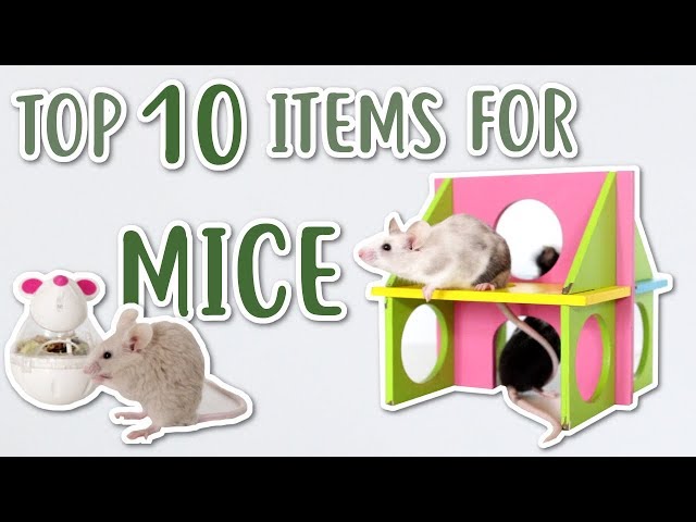 TOP 10 ITEMS FOR MICE!